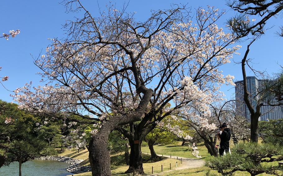 Cherry blossom trees at Hamarikyu Garden